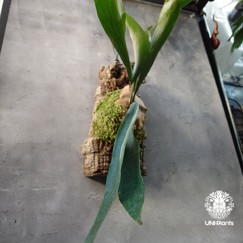 Platycerium Mt.Lewis（pup）ビカクシダ マウントルイス シダ植物