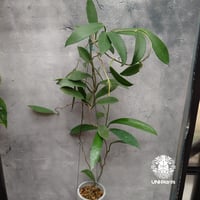 希少! Hoya pubicalyx 'black dragon' ホヤ植物 ホヤの花 ホヤプビカリクス ブラックドラゴン つる性植物 Hoya plants ハンギング植物