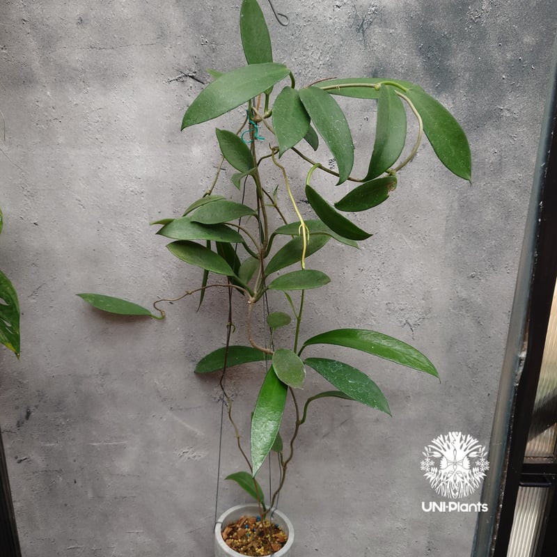 希少! Hoya pubicalyx 'black dragon' ホヤ植物 ホヤの花 ホヤプ