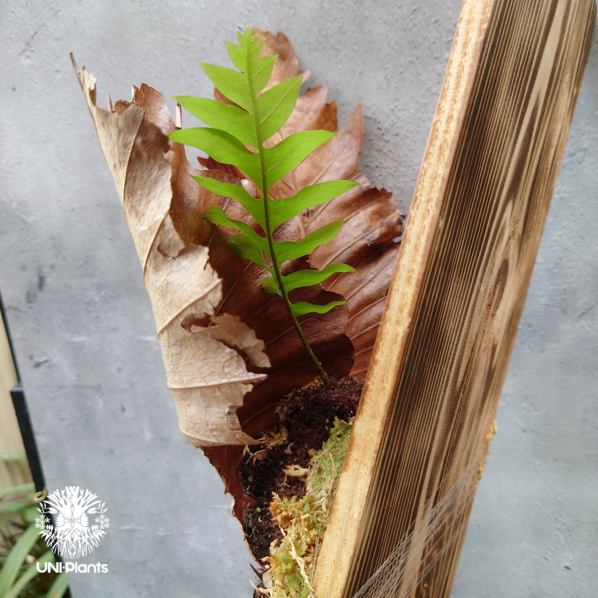 ドリナリア・クエルシフォリア　ワイルド　Drynaria quercifolia 再入荷! Drynaria quercifolia ドリナリア・クエルシフォリア 大株