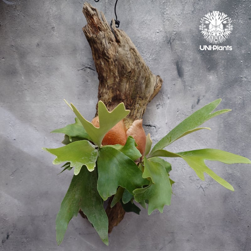 Platycerium sp.(spore) ビカクシダ スポア ビカクシダ シダ植物 ビカ