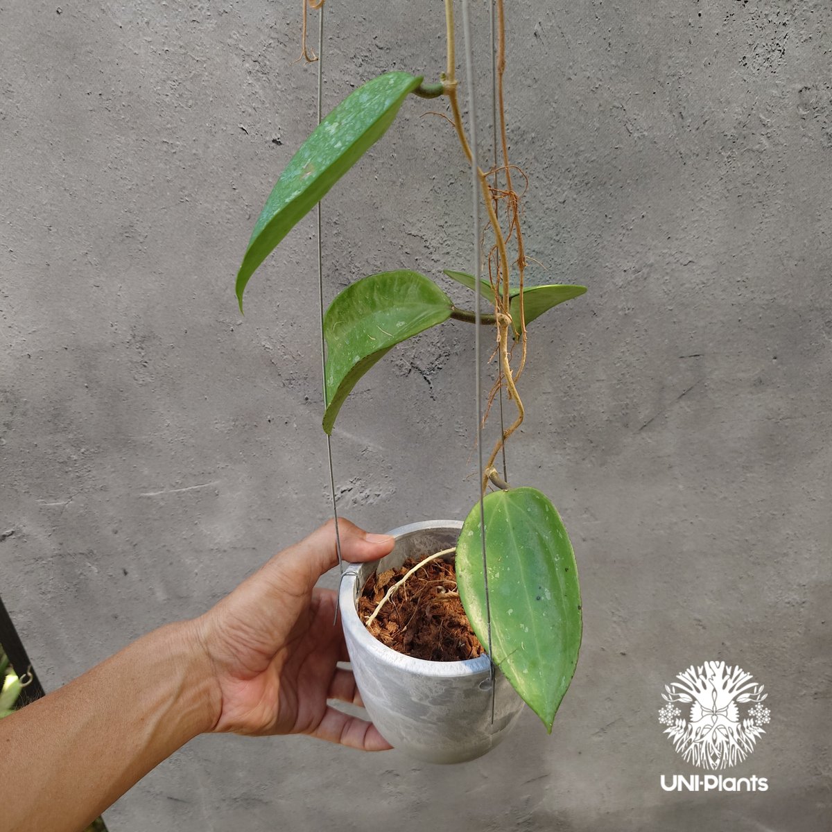 レア　ホヤ　Hoya latifolia ' Queen'サクララン Hoya latifolia Snow Queen（M） ホヤ ラティフォリア スノー