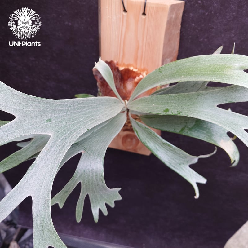 Platycerium White Wing sporeling (P.veitchii x