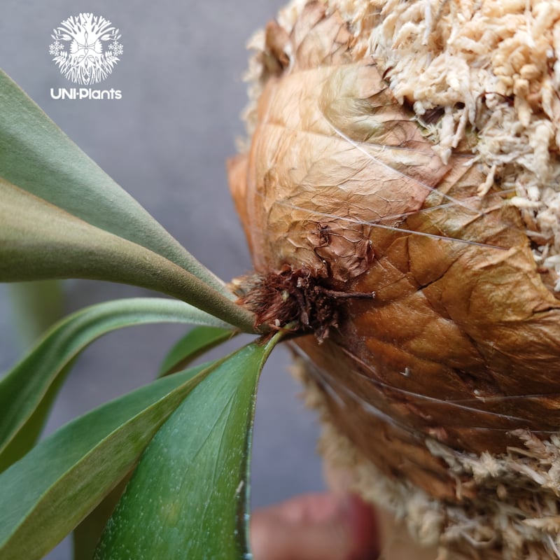 ビカクシダ アルテミス Platycerium Artemis (Alcicorne x Qu