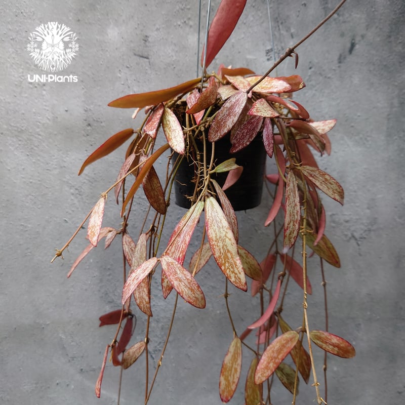 レア ホヤ シギラティス 内斑入り サクララン レア ホヤ シギラティス