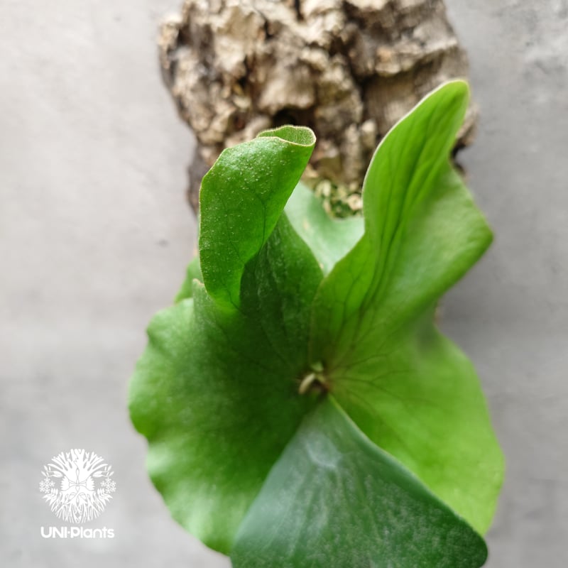 ビカクシダ ネプチューン Platycerium Neptune コウモリラン