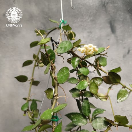 ホヤ クローニアナ Hoya krohniana ホヤ植物 Hoyaplants つる性植物 ハンギング ハンギング植物