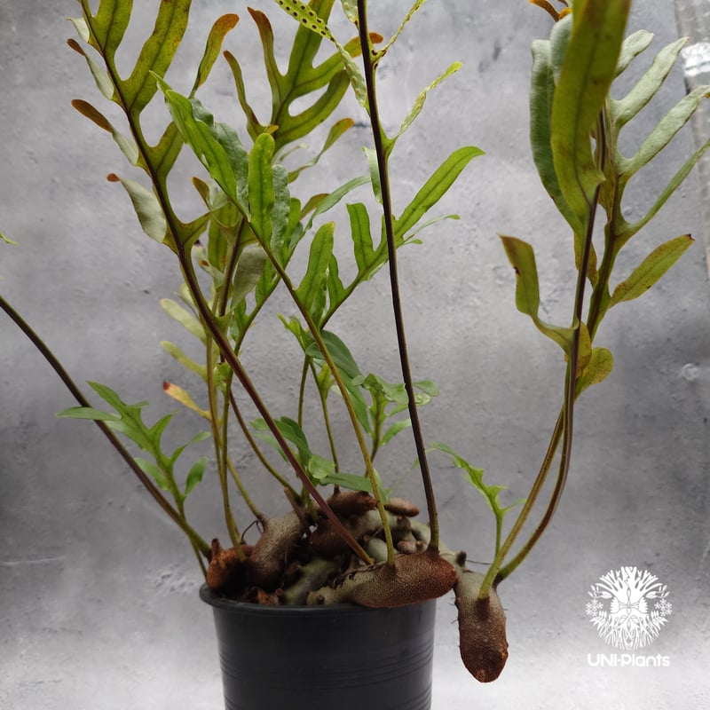 その他観葉植物 Lecanopteris KP9 Lecanopteris crustacea