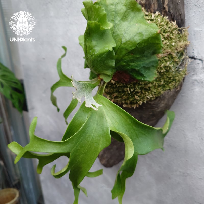 ビカクシダ コロナリウム フィリピネスフォーム Platycerium coronarium