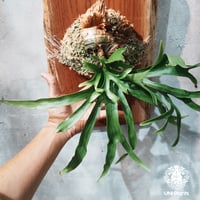 【タイ直輸入・現地選抜】Platycerium coronarium 'Dragon Tree' |  ビカクシダ コロナリウム ドラゴンツリー｜Platycerium ｜希少種
