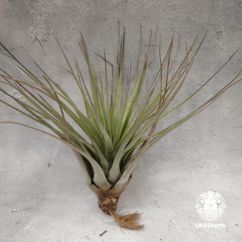 Tillandsia Fasciculata × V. venosispica (M) チラン