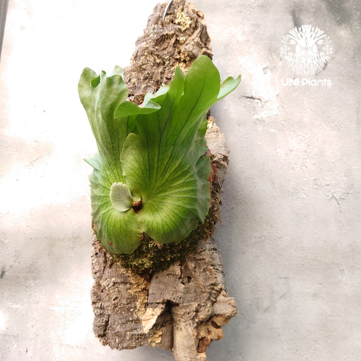 ビカクシダ コロナリウム Platycerium coronarium⑯中株 コロナリウム (P. coronarium thin frond)の幼苗からの育成