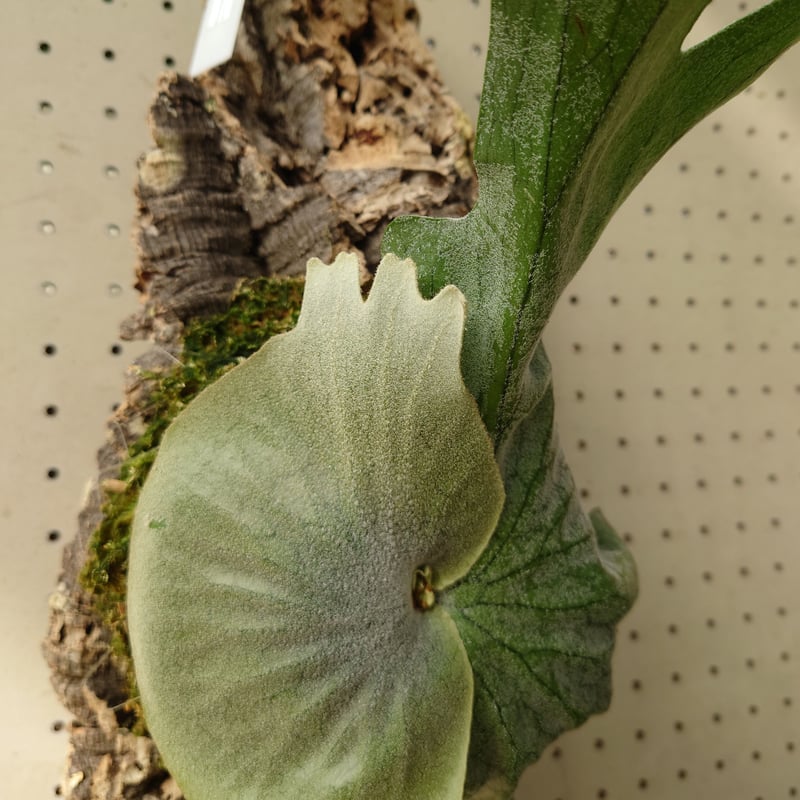 ビカクシダ グランデ Platycerium grande コウモリラン