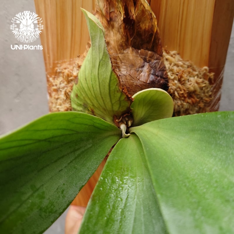 Platycerium silver salmon (P. hillii × P. willi