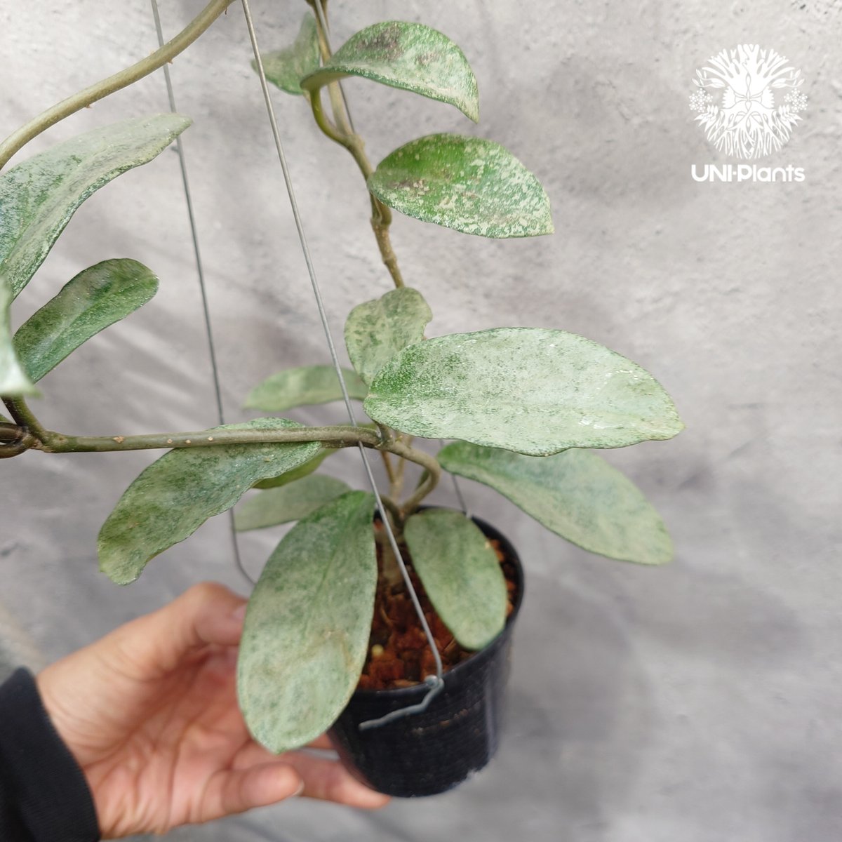 Hoya Carnosa Nova Ghost ホヤ カルノーサ ノバ ゴースト ホヤ 希少