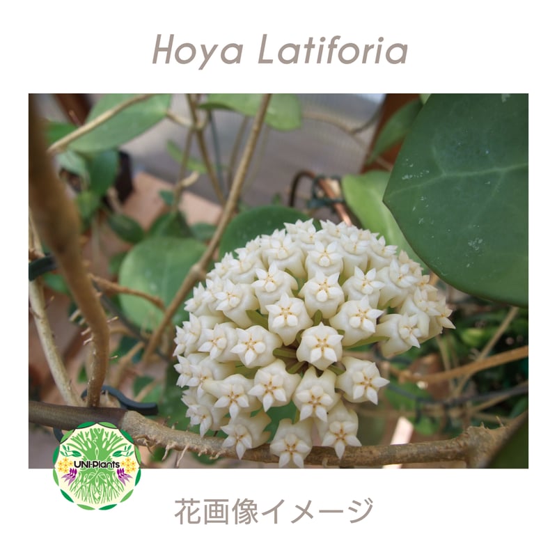 Hoya Latiforia ホヤ ラティフォリア とても大ぶり! ホヤ 植物 ホヤの