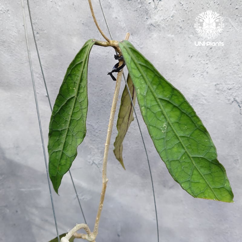限定1株入荷 Hoya Clemensiorum long leaves ホヤ クレメンシオ