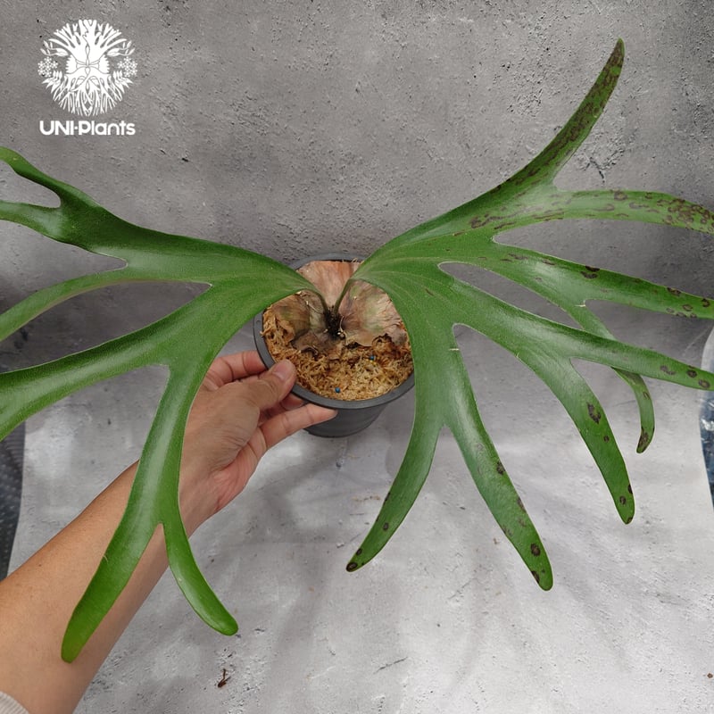 オリジナル UNEUNE alcicorne Madagascar ビカクシダ オリジナル UNEUNE ウネウネ alcicorne アルマダ ビカクシダ