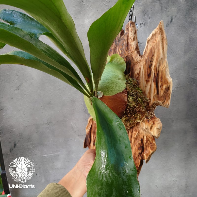 ビカクシダ ヒリー パナマ Platycerium hillii Panama コウモリラン