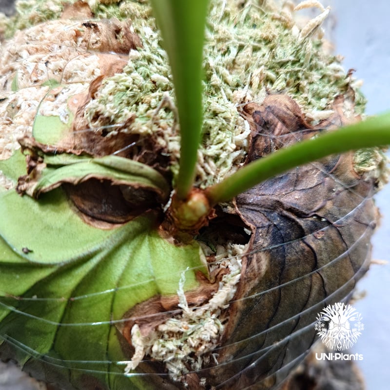 ビカクシダ リドレイ ワイドフォーム Platycerium ridleyi wide