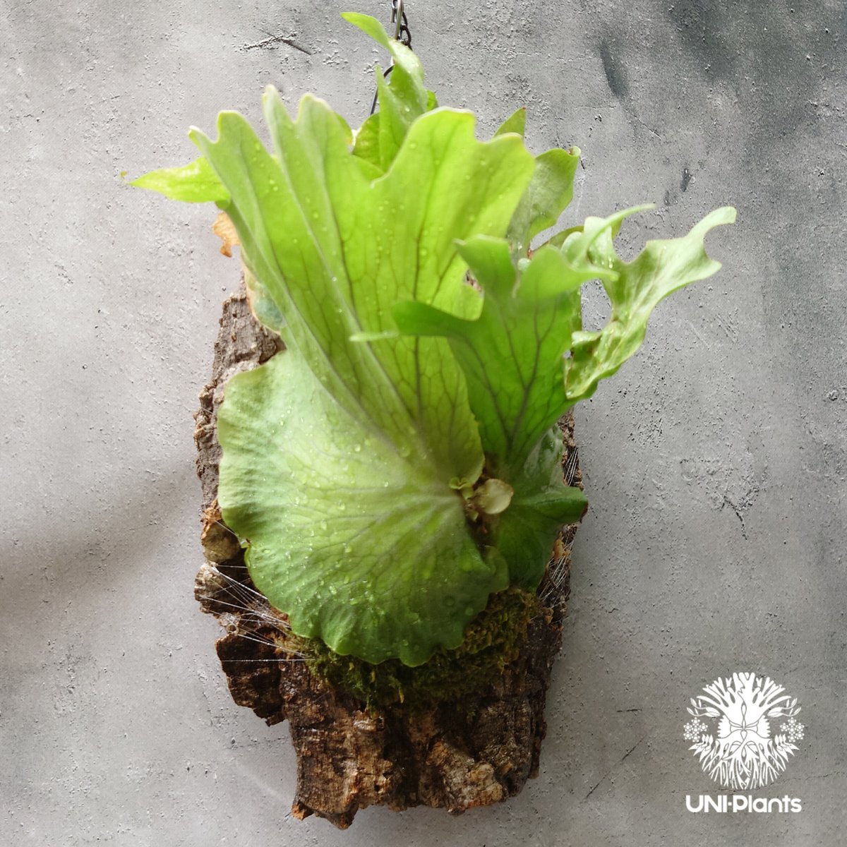 初入荷! ビカクシダ ワリチー Platycerium wallichii コウモリ 初入荷! ビカクシダ ワリチー Platycerium wallichii コウモリ