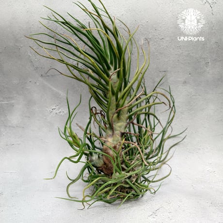 Tillandsia Bulbosa (L) チランジア・ブルボーサTillandsia  エアープランツ エアプランツ ティランジア