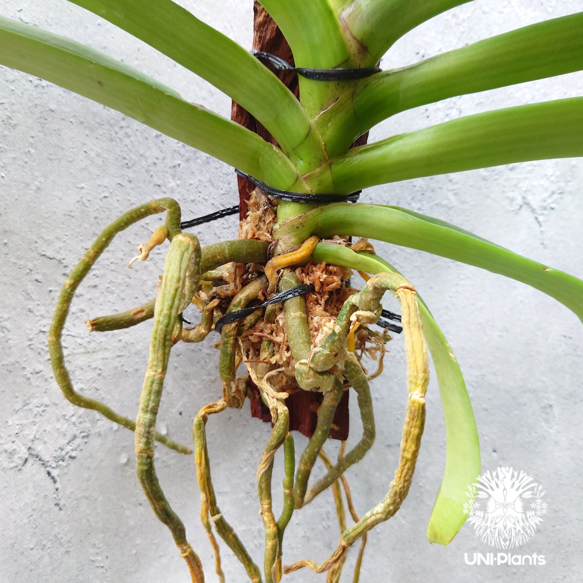 リンコスティリス Rhynchostylis hybrid Red 着生植物 珍しい 着生蘭