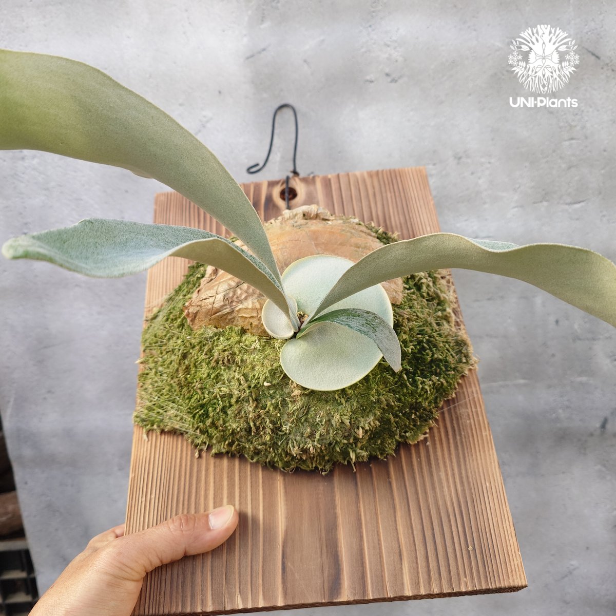 国内繁殖株・一点物】ビカクシダ OMO 'Polar Bear'｜希少株｜Platyceri