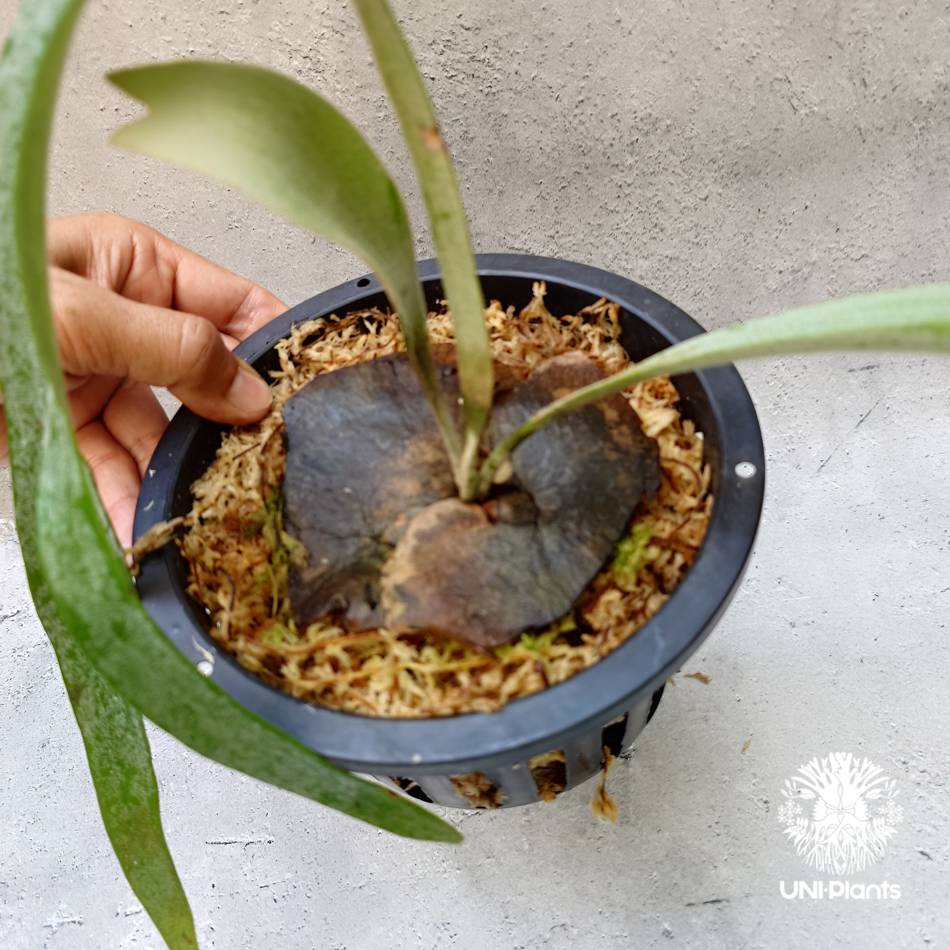 Platycerium Paul Vespa ビカクシダ ポールベスパ ビカクシダ