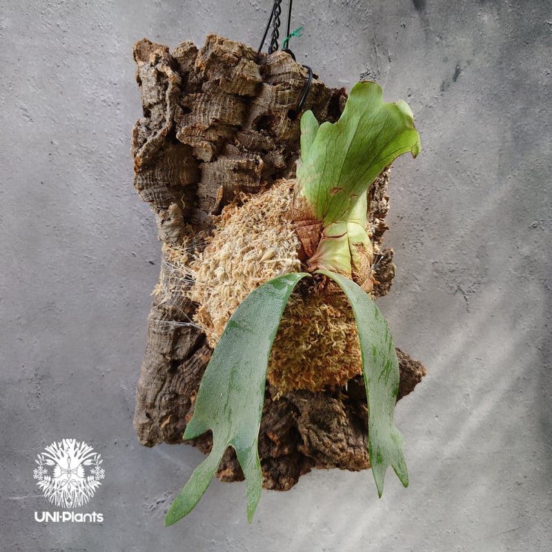 Platycerium willinckii 'W.A.Manda ビカクシダ ウィリンキー