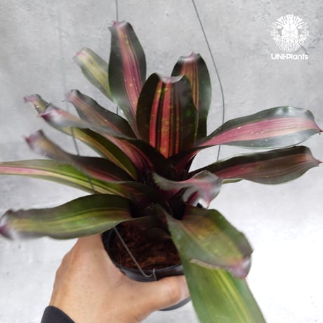Neoregelia Margaret ネオレゲリア マーガレット Neoregelia ブロメリア  Bromeliad ブロメリア科ネオレゲリア属