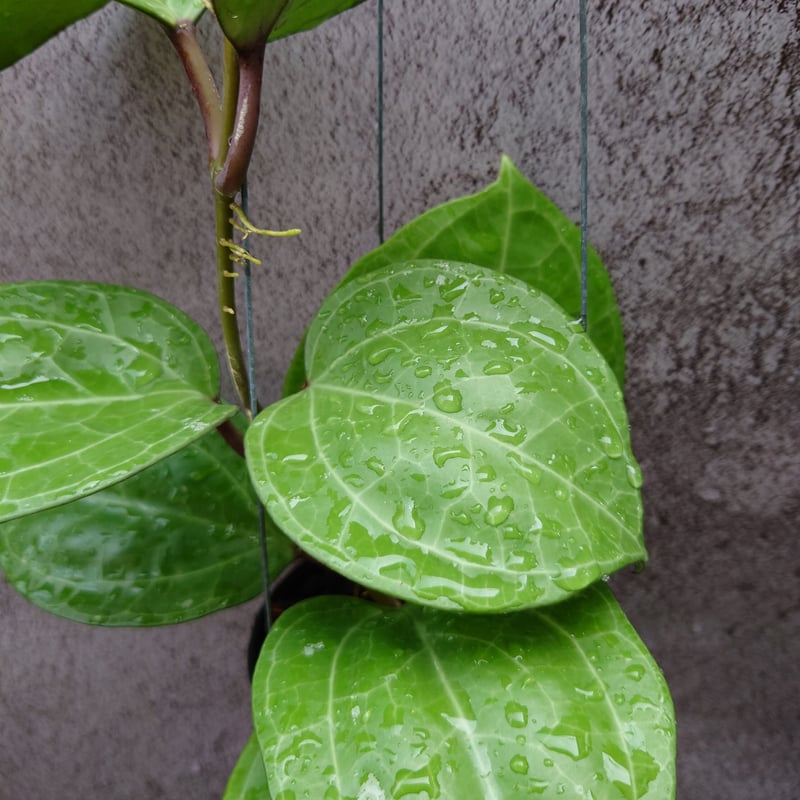 レア　大葉ホヤHoya Sp Sarawak サクララン5号中苗 セール レア 大葉ホヤHoya Sp Sarawak サクララン5号苗 - メルカリ