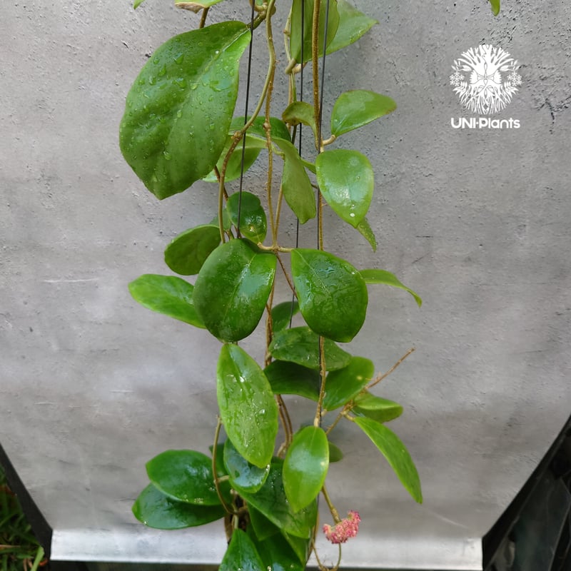 希少! Hoya mindorensis pink ホヤ ミンドレンシス ピンク Hoya M