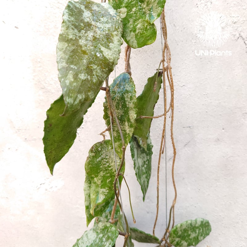 Hoya caudata gold ホヤ カウダータ ゴールド ホヤ植物 珍奇 珍しい