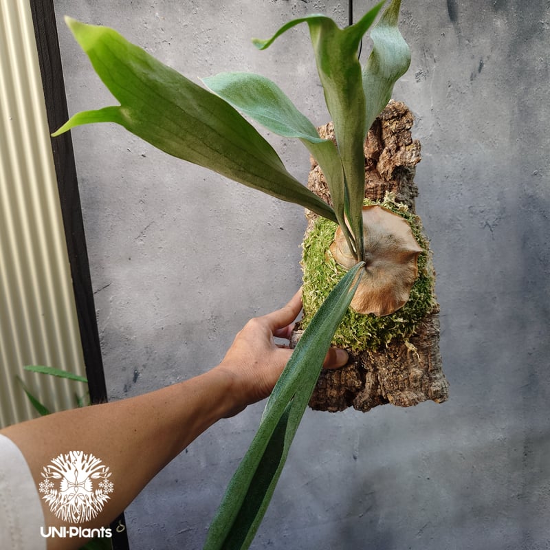 ビカクシダ MtLewis narrowLeaf PUP2 ビカクシダ Mt.lewis narrow leaf P. Mt. Lewis regular form (pup