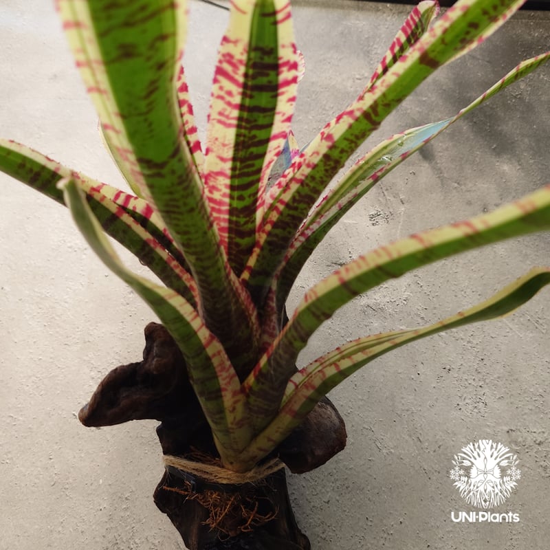 Neoregelia Wild Rabbit ネオレゲリア ワイルドラビット Neoregel