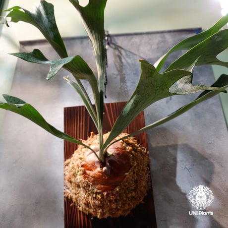 【国内繁殖株・一点物】Platycerium bifurcatum cv.'Majus | ビカクシダ マジュス | ビカクシダ板付け |  Platycerium