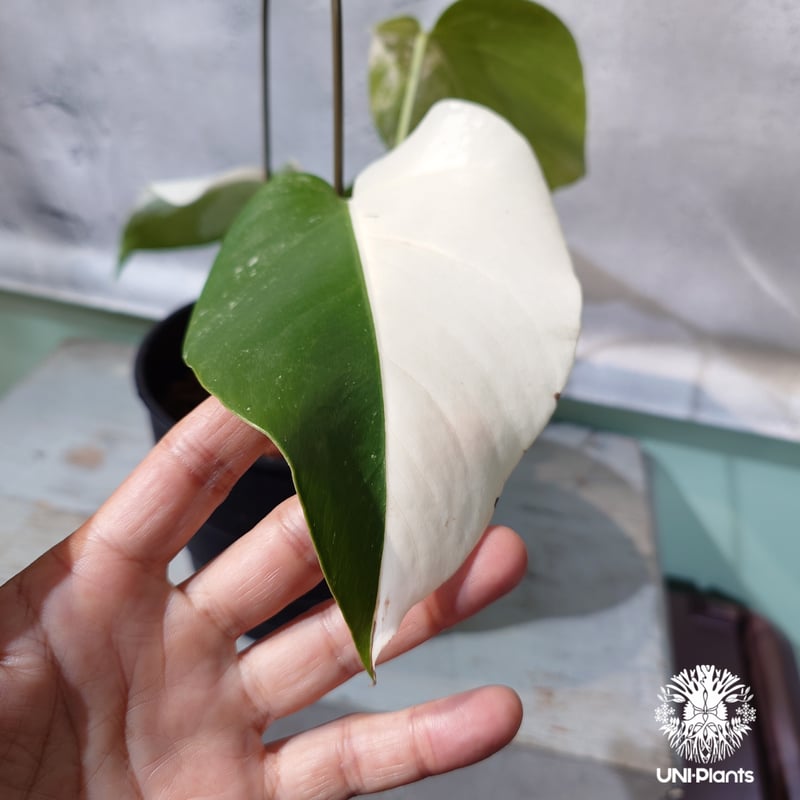 国内繁殖株・一点物】Monstera borsigiana 'Albo'｜モンステラ・ボル