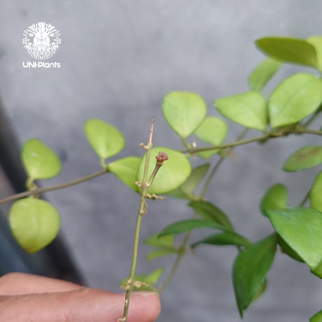 【タイ直輸入】ホヤ ヘウスケリアナ ピンク｜珍品・着生植物・つる性植物｜Hoya Heuschkeliana pink