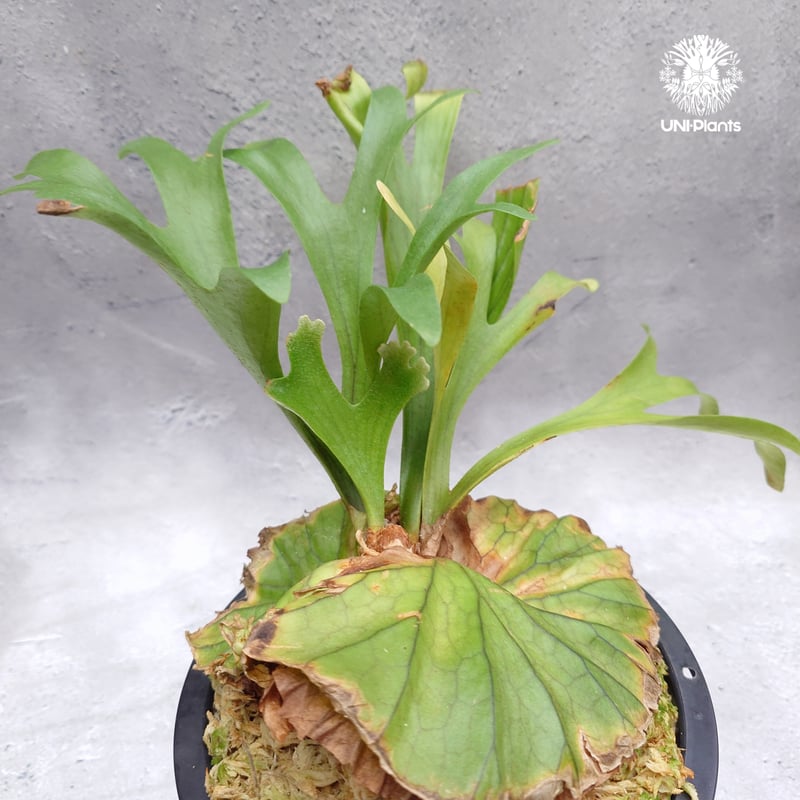 Platycerium kitshakood 