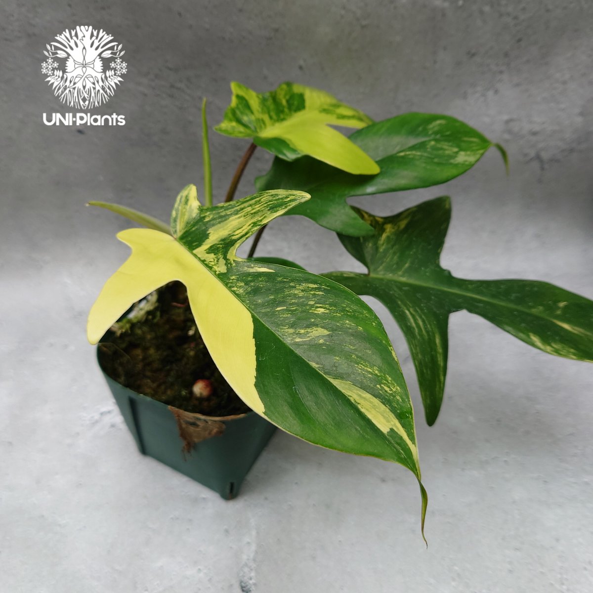 Philodendron Florida beauty variegated フィロデンドロ Philodendron Florida beauty variegated フィロデンドロ