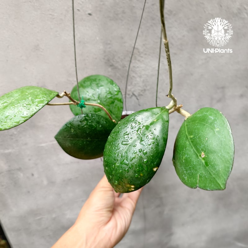 Natalia　ホヤ Hoya cv. Nathalie ホヤ cv.ナタリー ホヤ植物 希少なホヤ植物