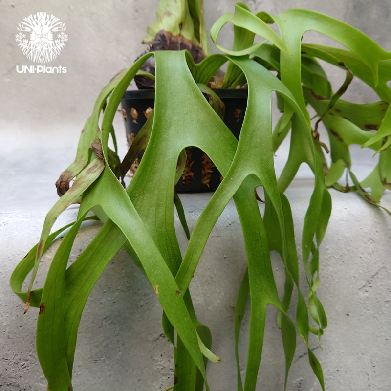 Platycerium coronarium phils dwarf ビカクシダ コロナリウム