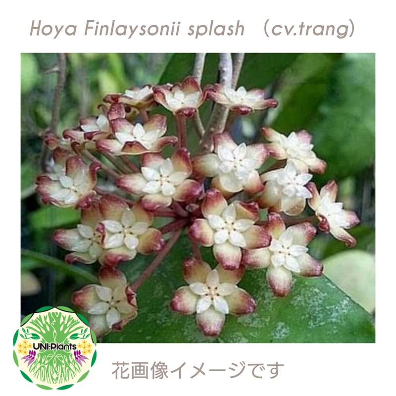 Hoya Finlaysonii splash （cv.trang）ホヤ フィレンソニー スプ