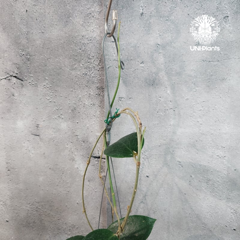 タイ直輸入・現地選抜】Hoya aldrichii | ホヤ アルドリッチ ｜希少株