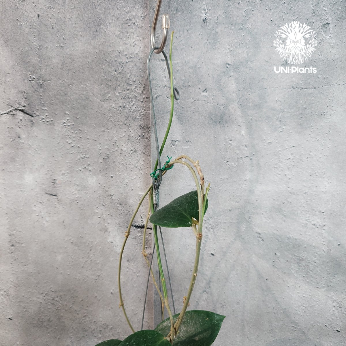 タイ直輸入・現地選抜】Hoya aldrichii | ホヤ アルドリッチ ｜希少株