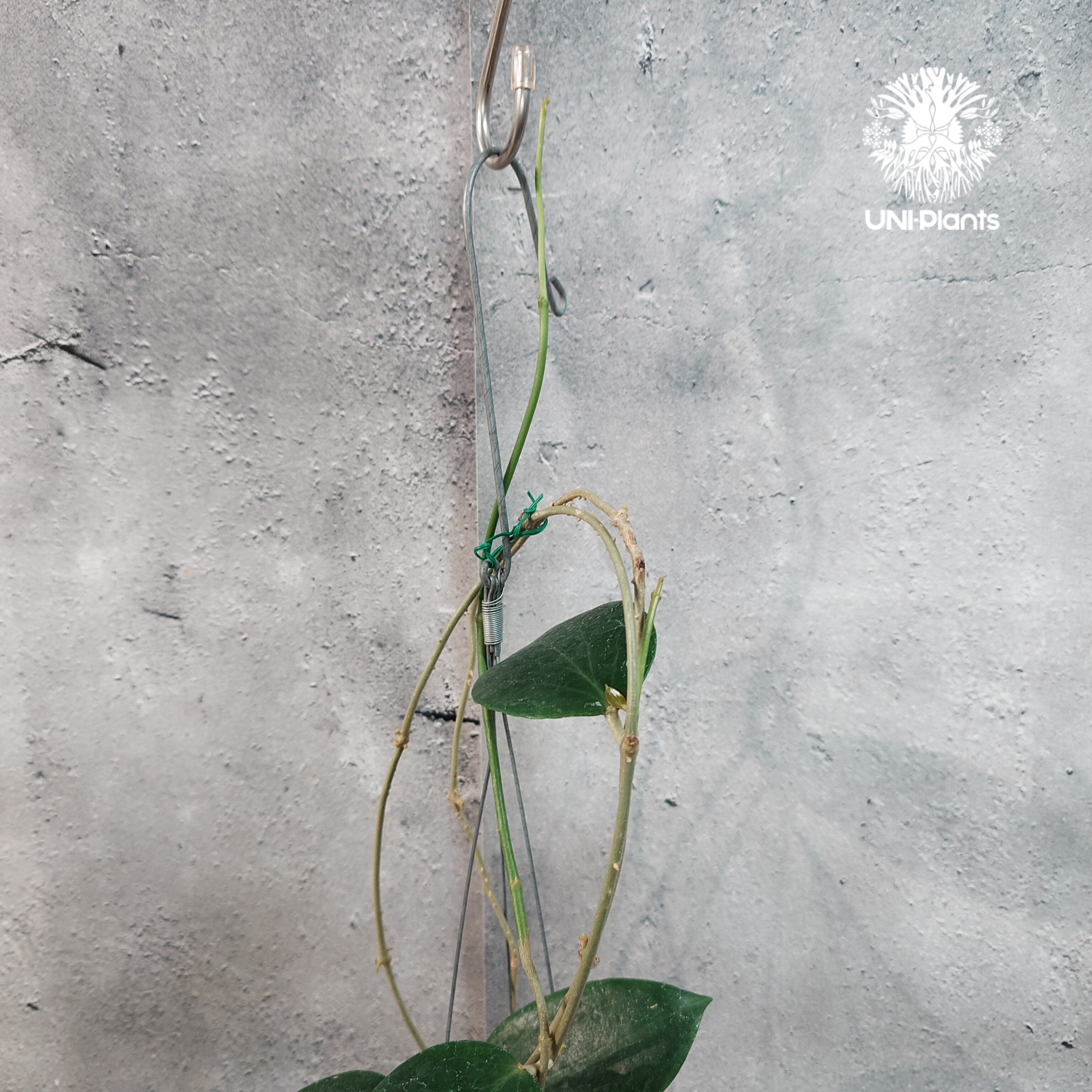 タイ直輸入・現地選抜】Hoya aldrichii | ホヤ アルドリッチ ｜希少株