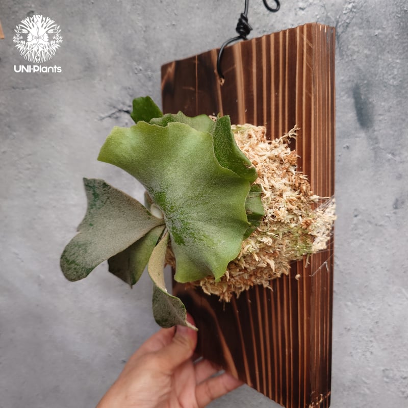 Platycerium willinckii wild コンパクト？ Platycerium willinckii wild cat(spore) ビカクシダ ウィ