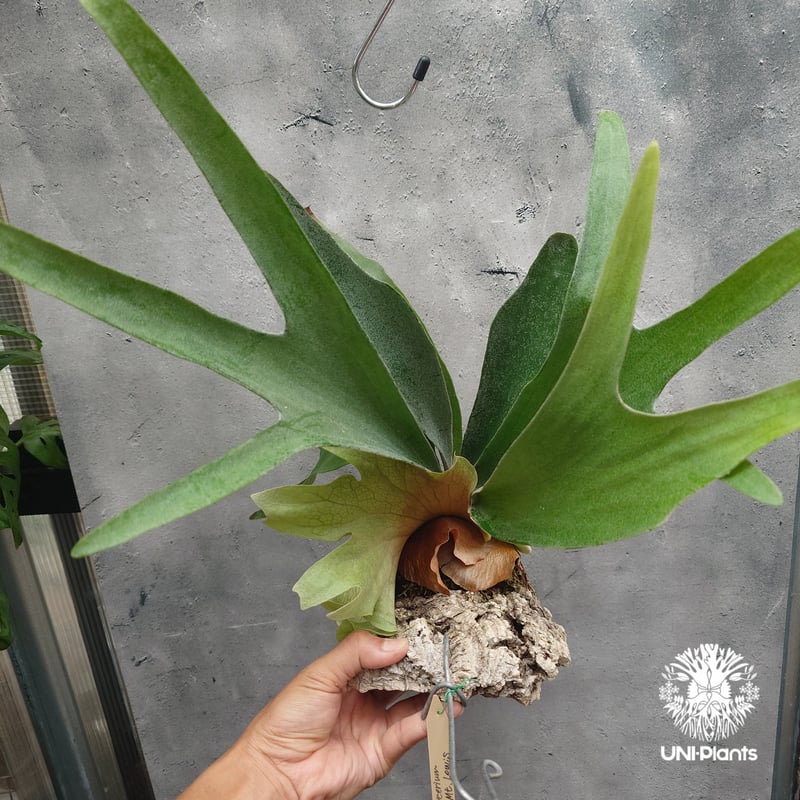 ビカクシダ E-1 親株、マウントルイス 親株 ビカクシダ・マウントルイスの株分けをしました | ビカクシダと