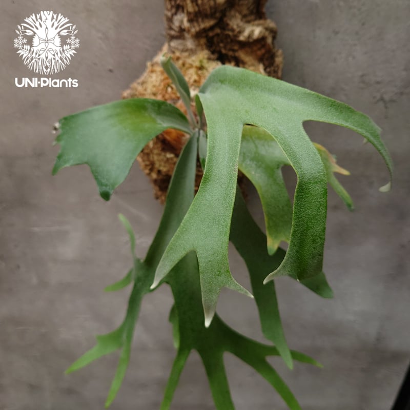 ビカクシダ ウィリンキーcv.バリ Platycerium willinckii cv.Bal ビカクシダ ウィリンキーcv.バリ Platycerium willinckii cv.Bal